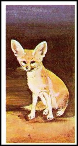 15 Fennec Fox